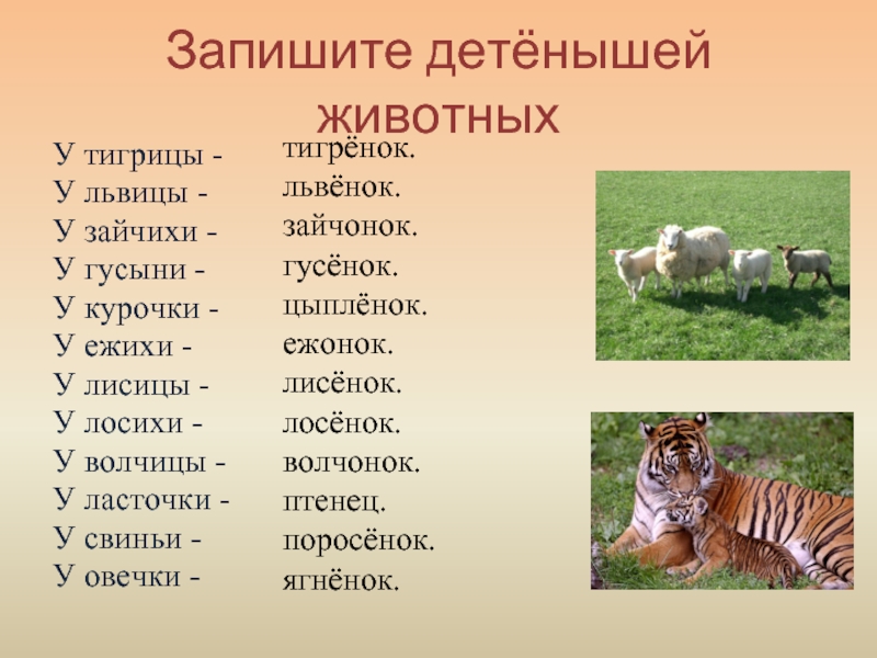Детеныш панды как называется. маленькие детеныши панды как называется детеныш пантеры