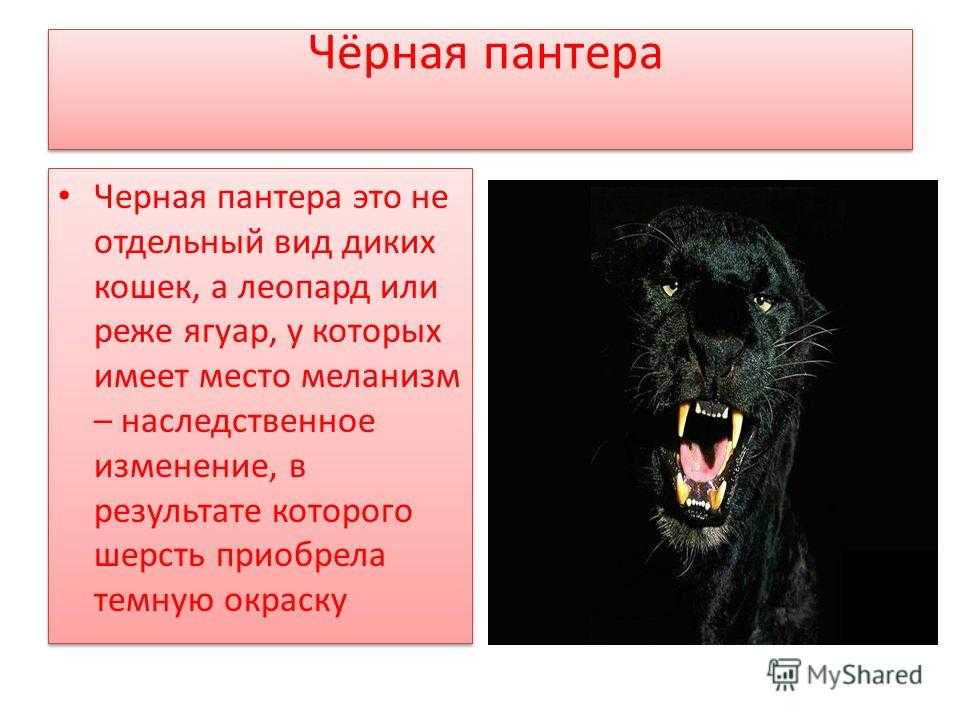 Как называют детенышей пантеры. рассказы о зверятах: как называется детеныш гепарда